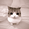 Meowpin