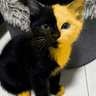 Bicat