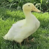 The Miracle Duck