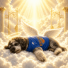 Justice For Jameson The Doodle