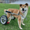 Wheelchair Pup