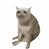 Cash Cat