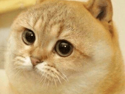 Professional blog cover image titled "CATE: How a 2013 Meme $80M'd on Solana" featuring the golden Cate cat meme logo, an upward market trend chart, and Solana branding.